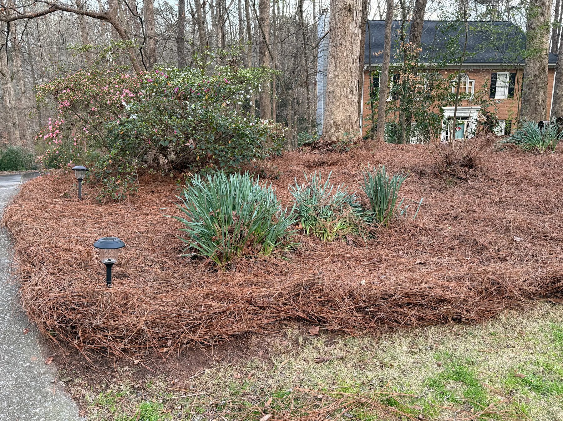 Pine straw landscape installation