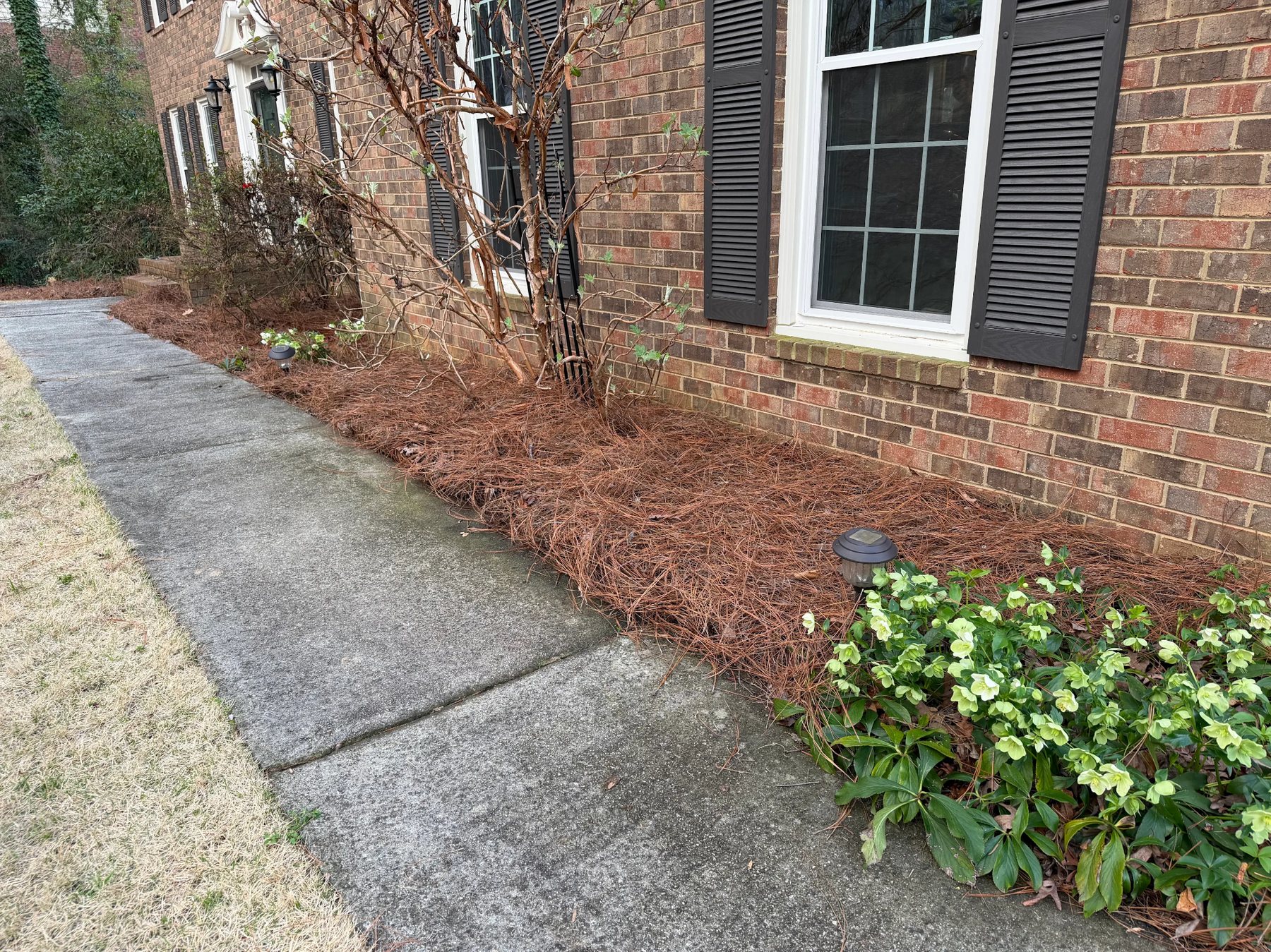 Pine straw along home landscape bed